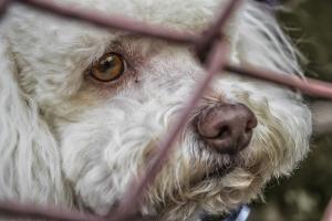 IU pide el 'sacrificio cero' en la recogida de animales abandonados.