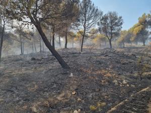 Imagen de la zona devastada por el incendio de Los Guájares. 