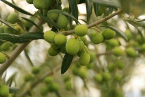 La ciudad cuenta con olivos en parques y otros espacios públicos. 