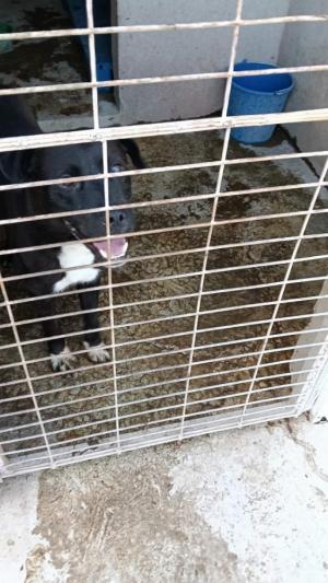 Imagen de un perro en una de las jaulas de la perrera.